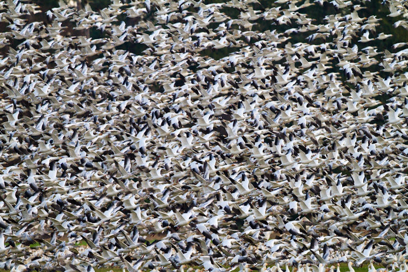 Snow Geese In Flight